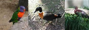 Urimbirra Wildlife Park - Lismore Accommodation 2