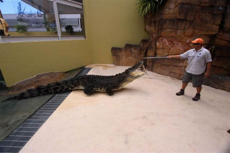 Crocosaurus Cove - Lismore Accommodation 2