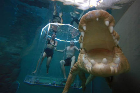 Crocosaurus Cove - Lismore Accommodation 3