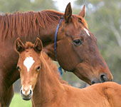 Blue Gum Farm - Lismore Accommodation 0