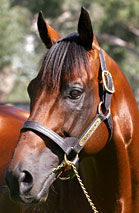 Blue Gum Farm - Lismore Accommodation 2