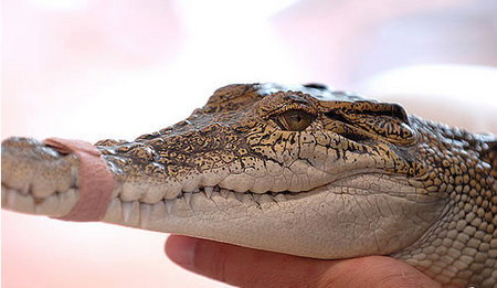 Cool Companions - Lismore Accommodation 3
