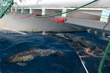 Dolphin Swim Australia - Lismore Accommodation 1