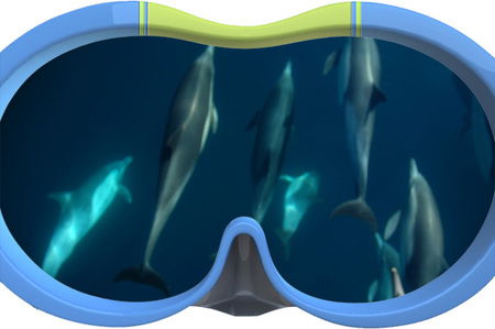 Dolphin Swim Australia - Lismore Accommodation 3