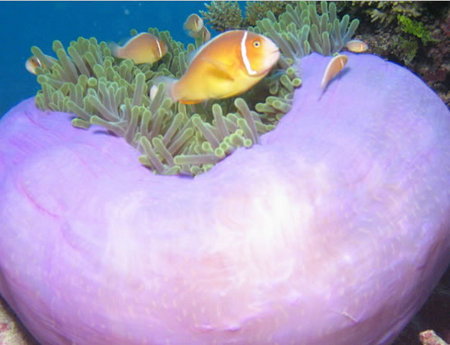 Silver Swift - Lismore Accommodation 1