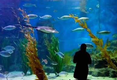 Melbourne Aquarium - Lismore Accommodation 0