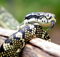 Reptile Encounters - Lismore Accommodation