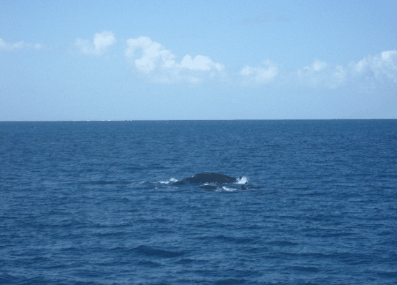 Carlo Fishing Charters - Lismore Accommodation 1