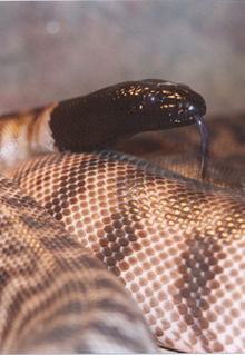 Armadale Reptile & Wildlife Centre - Lismore Accommodation 4