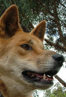 Armadale Reptile & Wildlife Centre - Lismore Accommodation 5