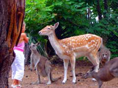 Birdland Animal Park - Lismore Accommodation 4