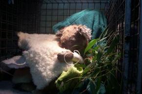 Jirrahlinga Koala & Wildlife Sanctuary - Lismore Accommodation 3