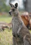 Jirrahlinga Koala & Wildlife Sanctuary - Lismore Accommodation 4