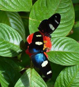 Butterfly Farm - Lismore Accommodation 4