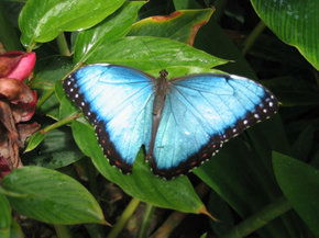 Butterfly Farm - Lismore Accommodation 5