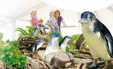 Manly SEA LIFE Sanctuary - Lismore Accommodation 1