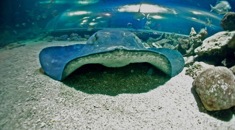Manly SEA LIFE Sanctuary - Lismore Accommodation 3