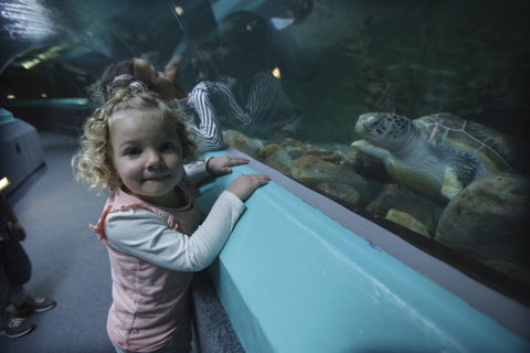 Manly SEA LIFE Sanctuary - Lismore Accommodation 4