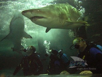 Manly SEA LIFE Sanctuary - Lismore Accommodation 5