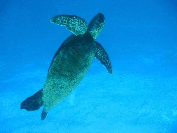 Big Cat Reality - Lismore Accommodation 0