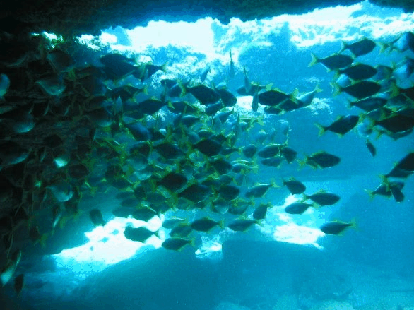 Big Cat Reality - Lismore Accommodation 3