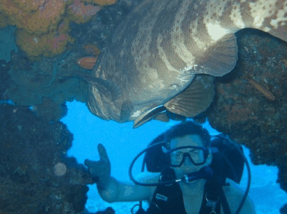 Big Cat Reality - Lismore Accommodation 4