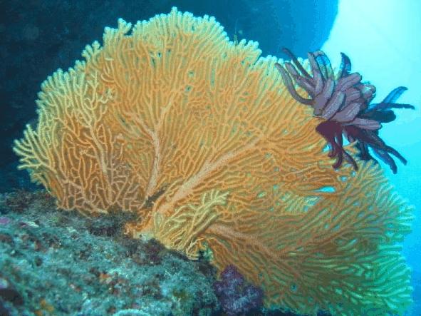 Big Cat Reality - Lismore Accommodation 5