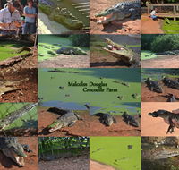 The Malcolm Douglas Crocodile Park - Lismore Accommodation