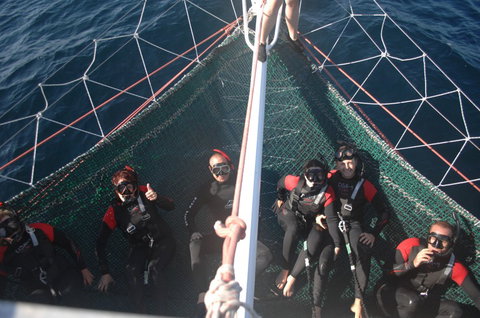 Dolphin Swim Australia - Lismore Accommodation 4