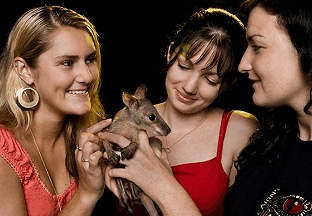 Cairns Night Zoo - Lismore Accommodation 1
