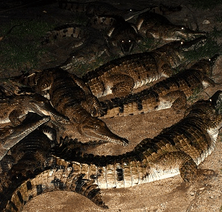 Cairns Night Zoo - Lismore Accommodation 3