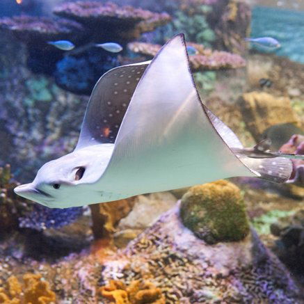 Melbourne Aquarium - Lismore Accommodation 4