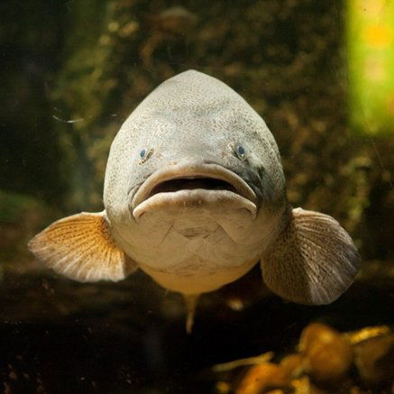 Melbourne Aquarium - Lismore Accommodation 5