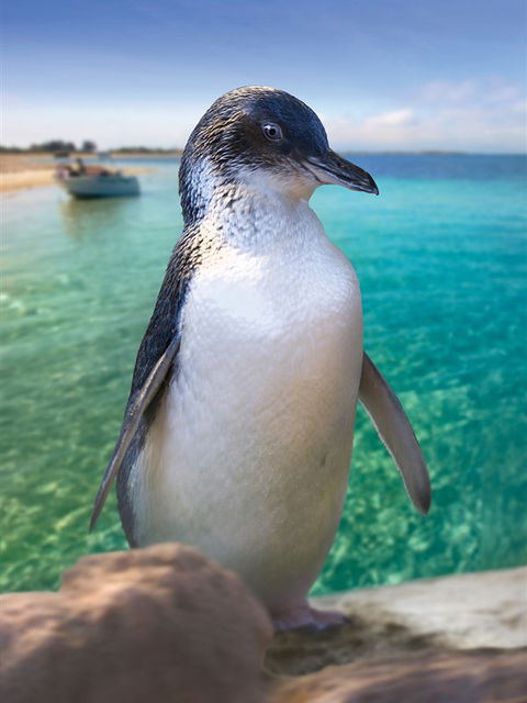 Penguin Island - Lismore Accommodation 0