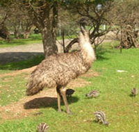 Minlaton Fauna Park - Lismore Accommodation