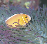 Rowley Shoals - Lismore Accommodation