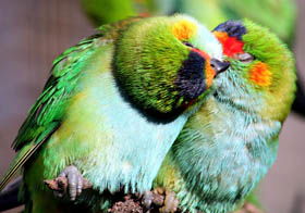 Rainbow Jungle - The Australian Parrot Breeding Centre - Lismore Accommodation 0