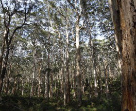 Boranup Karri Forest - Lismore Accommodation 0