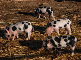 Will's Rare Breeds Farm - Lismore Accommodation 0