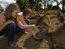Kangaroo Island Wildlife Park - Lismore Accommodation 0