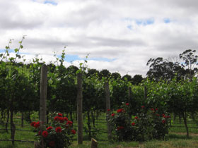Manyara Vineyard - Lismore Accommodation 0