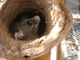 Mulga Sanctuary And Wildlife Park - Lismore Accommodation 0