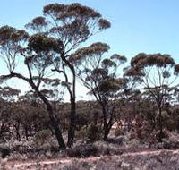 Clements Gap Conservation Park - Lismore Accommodation