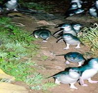 Penneshaw Penguin Centre - Lismore Accommodation