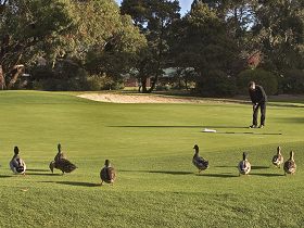 Royal Hobart Golf Club - Lismore Accommodation 0