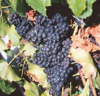 Darlington Vineyard - Lismore Accommodation