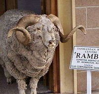 Tasmanian Wool Centre - Lismore Accommodation