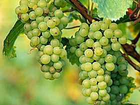 TP Vineyards - Lismore Accommodation 0
