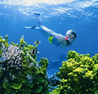 The Whale Dive Site - Lismore Accommodation