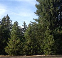 Pialligo Redwood Forest - Lismore Accommodation